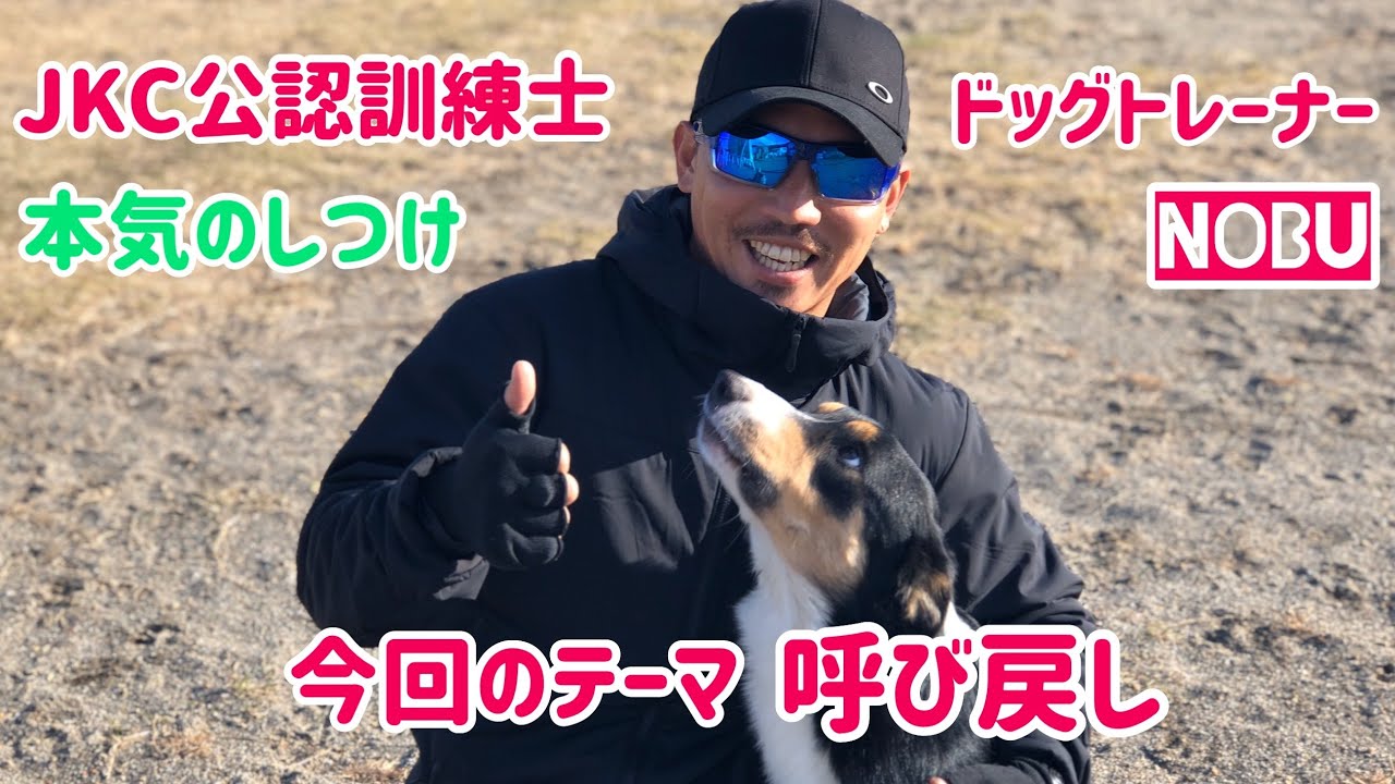 呼び戻し！！どうやったら呼んで帰って来るの？答えは簡単♬ プロの本気のしつけNOBU