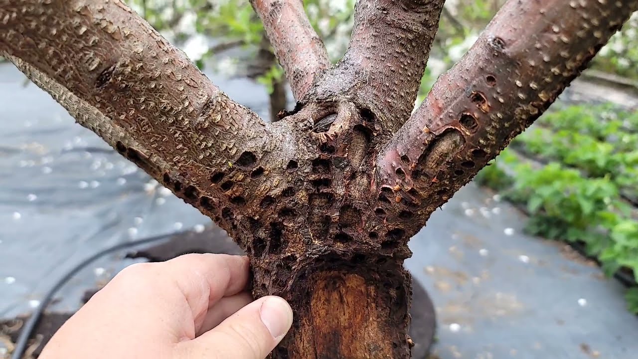 How To Save A Dying Fruit Tree, How to save a tree from dying, how to form a vase shape tree, Dying