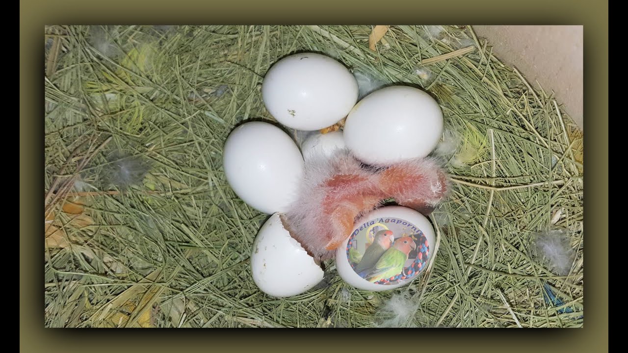 Revisión de los nidos, 6 huevitos en cada nido de Agapornis Roseicollis.