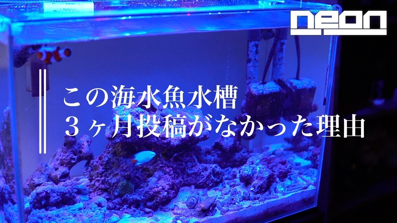 【３ヶ月ぶりのマリン】メンタルブレイクで３ヶ月停滞していました。改めて頑張ります！【 ne0n 】 #アクアリウム #マリンアクアリウム #海水魚水槽