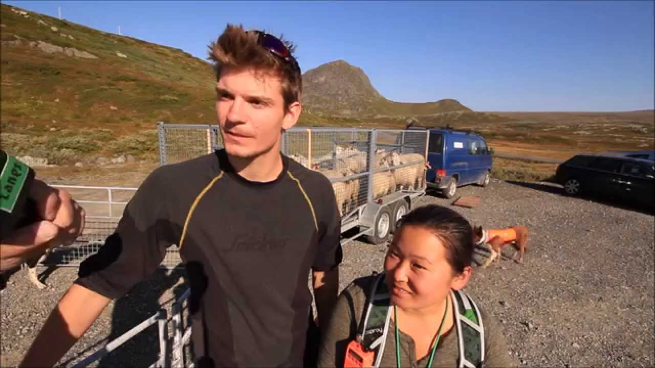 Sauesanking i Valdres med dyktige hundeiere og fenomenale gjeterhunder.
