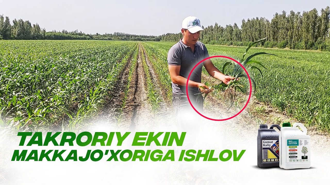Takroriy ekin Makkajo'xoriga Biogutten bilan ishlov berildi