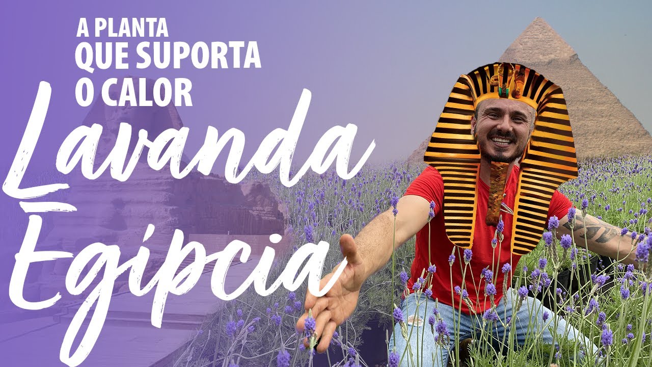 LAVANDA EGÍPCIA -  a PLANTA para CLIMAS QUENTES