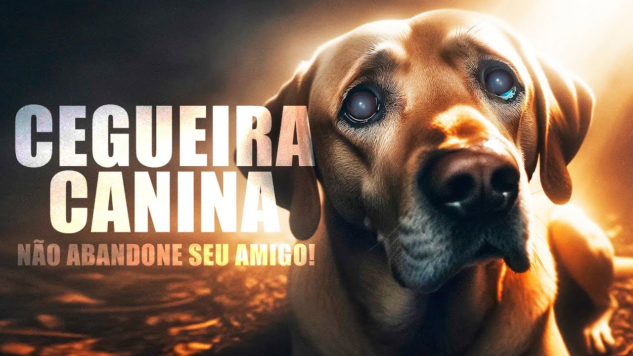 COMO SABER SE MEU CACHORRO ESTÁ FICANDO CEGO? O QUE FAZER?