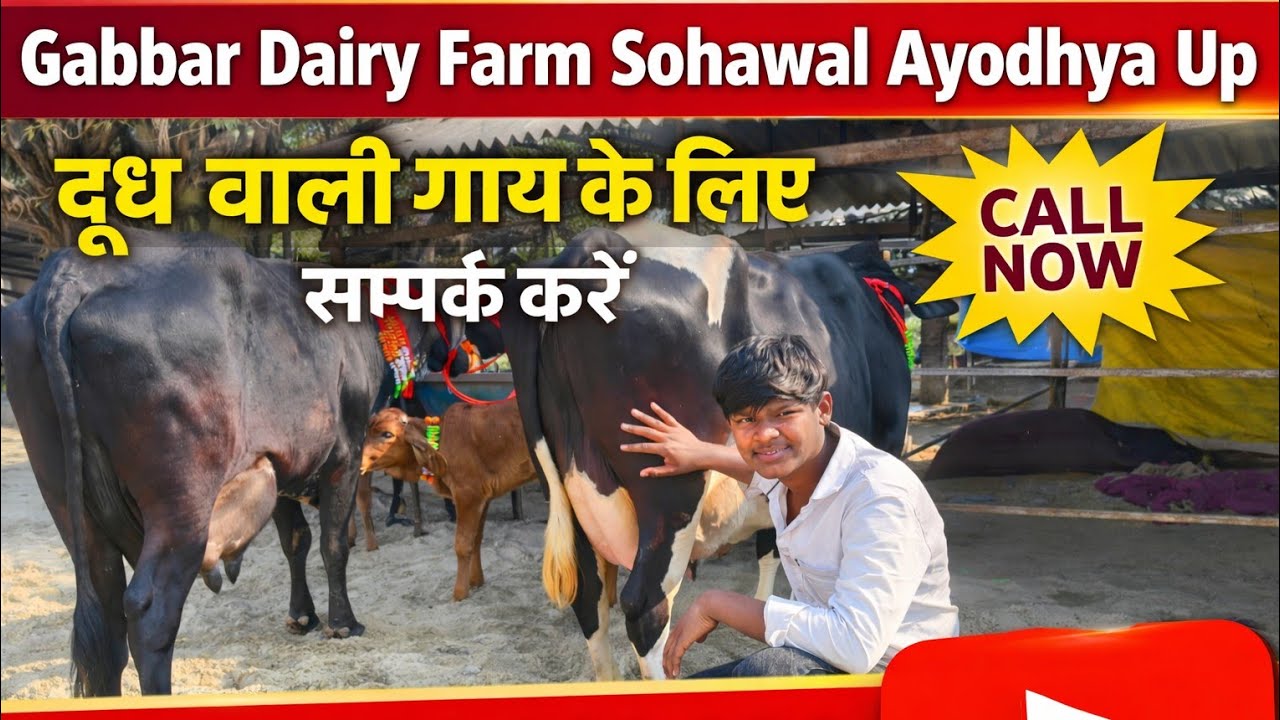 दूध वाली गाय लेने के लिए सम्पर्क करें Gabbar Dairy Farm Sohawal Ayodhya Up 