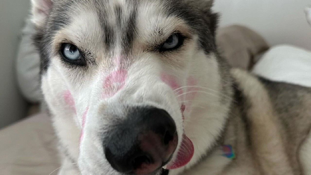 Man Adopts a Husky and Learns About His Temperamental Side