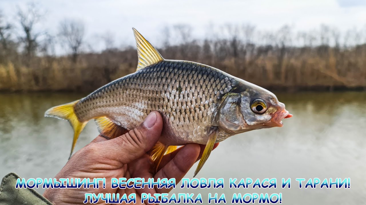 ВЕСЕННИЙ МОРМЫШИНГ! Ловля карася и тарани! Лучшая рыбалка на мормо!