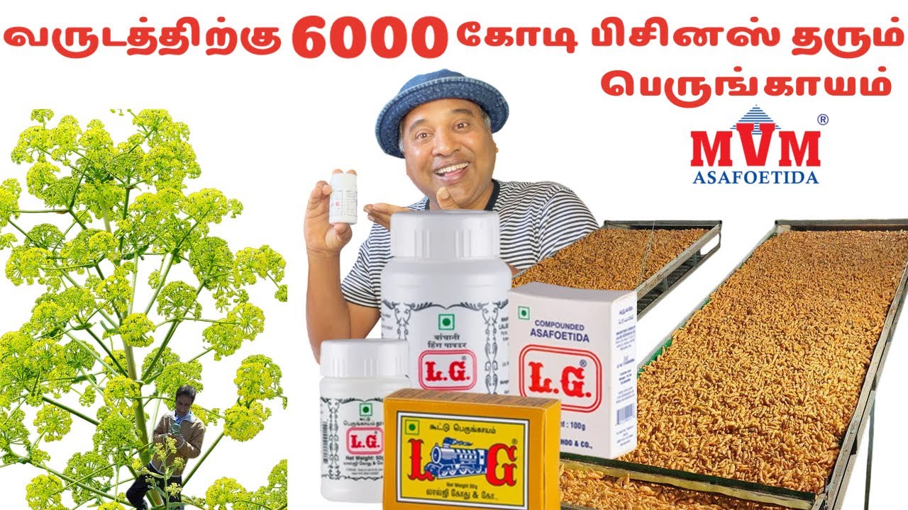 ✋பெருங்காயம் தயாரிப்பது 200% லாபம்✋Asafoetida Making Process | Sakalakala Tv Business Ideas