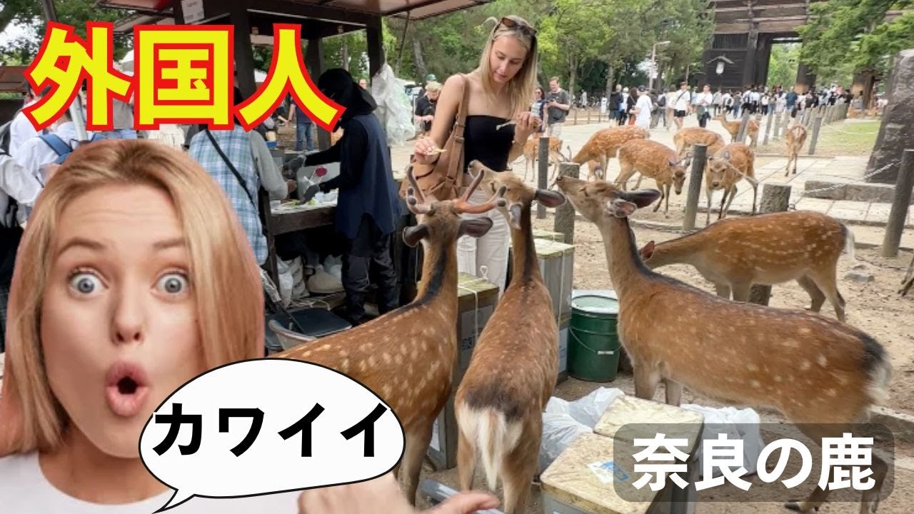 「ビックリした！」日本の奈良で神の使いの鹿への餌やりに大感激する外国人観光客