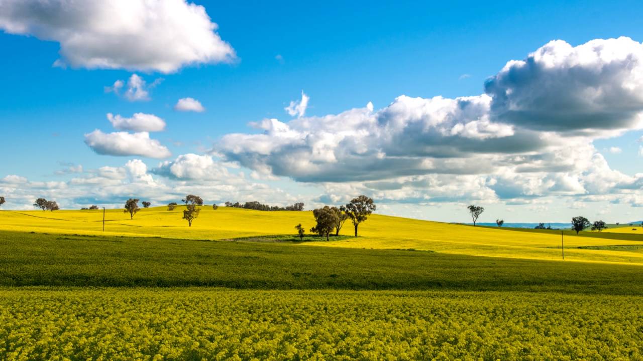 Canola timelapse
