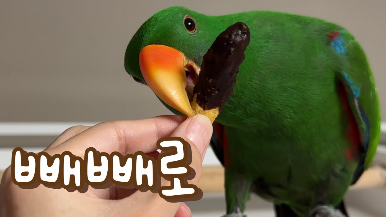[지구젤리/먹방] 앵무새도 빼빼로데이를 즐기자!