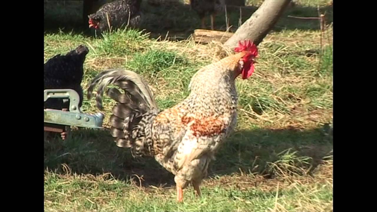 Ruskin Mill College Farm Rap