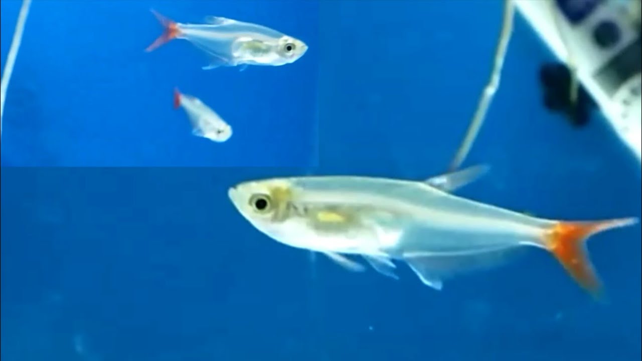 Glass bloodfin tetra - how to care, how to tell its gender, tank mates, feeding and breeding tetra