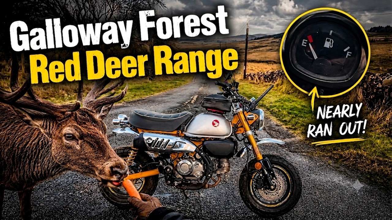 Galloway Forest on a Honda Monkey | Deer, Wild Goats & Trouble Brewing
