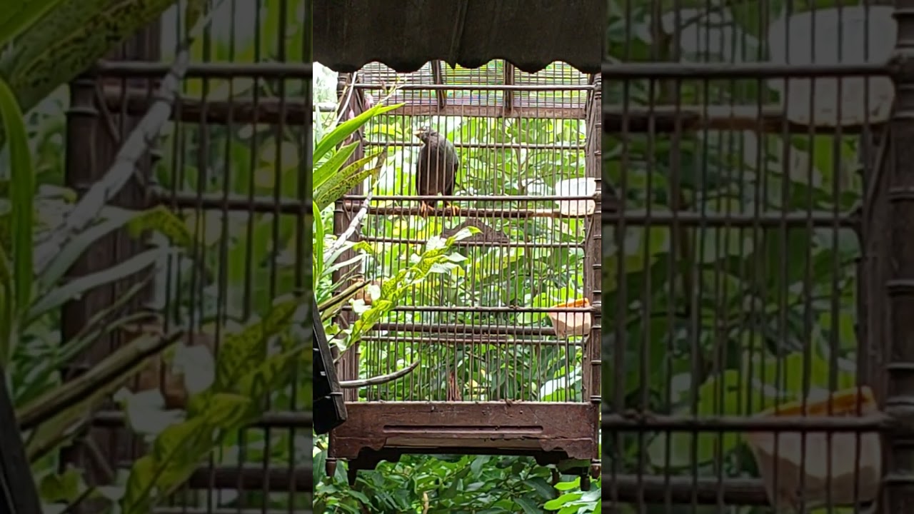 Jalak kebo gacor episode 4,jalak lainya pasti nyawut dar der dor #fyp #burung #jalak 