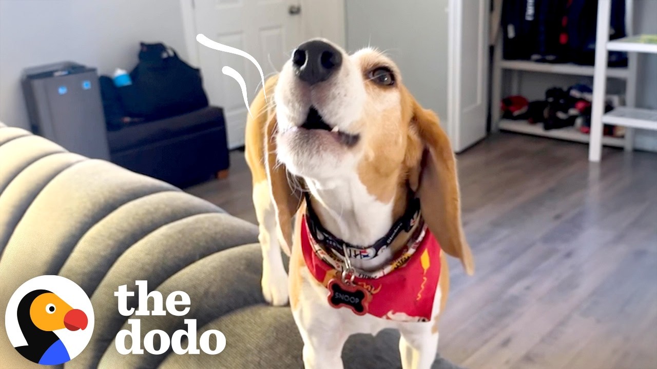 Beagle Loves To Quietly Howl With Dad's Encouragement | The Dodo