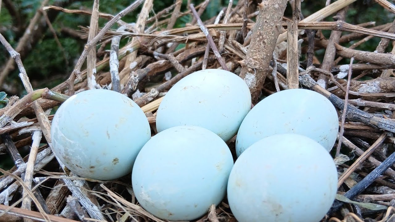 Big eggs in a nested tree #birds #birdhome #birdsong #wildlife #birdshelter #nature #pets 