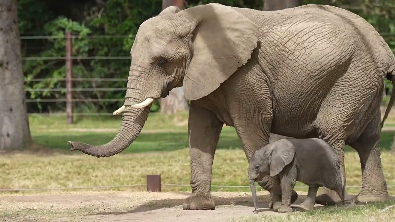 Unedited Fresno Zoo - Baby elephant reel (about 5 mins)