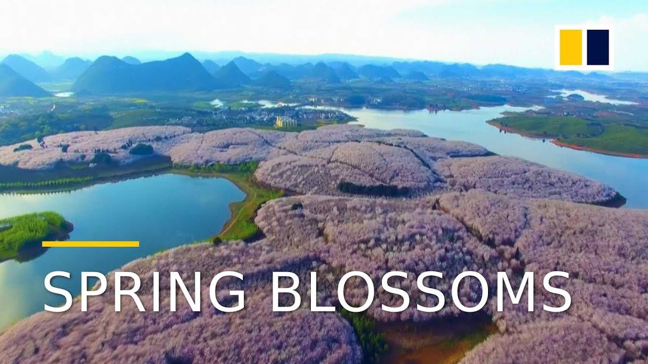 Spring blossoms colour China&rsquo;s landscape in 2018
