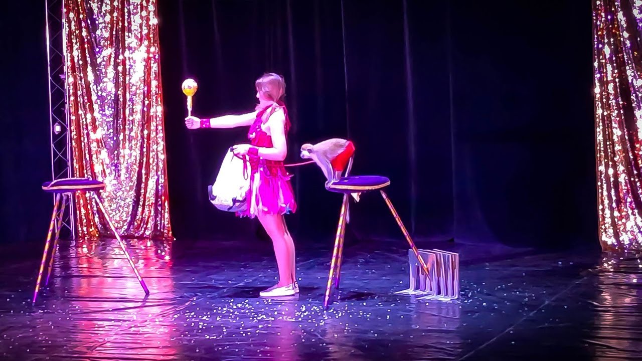 Circus Monkey Show | Animals Circus Show