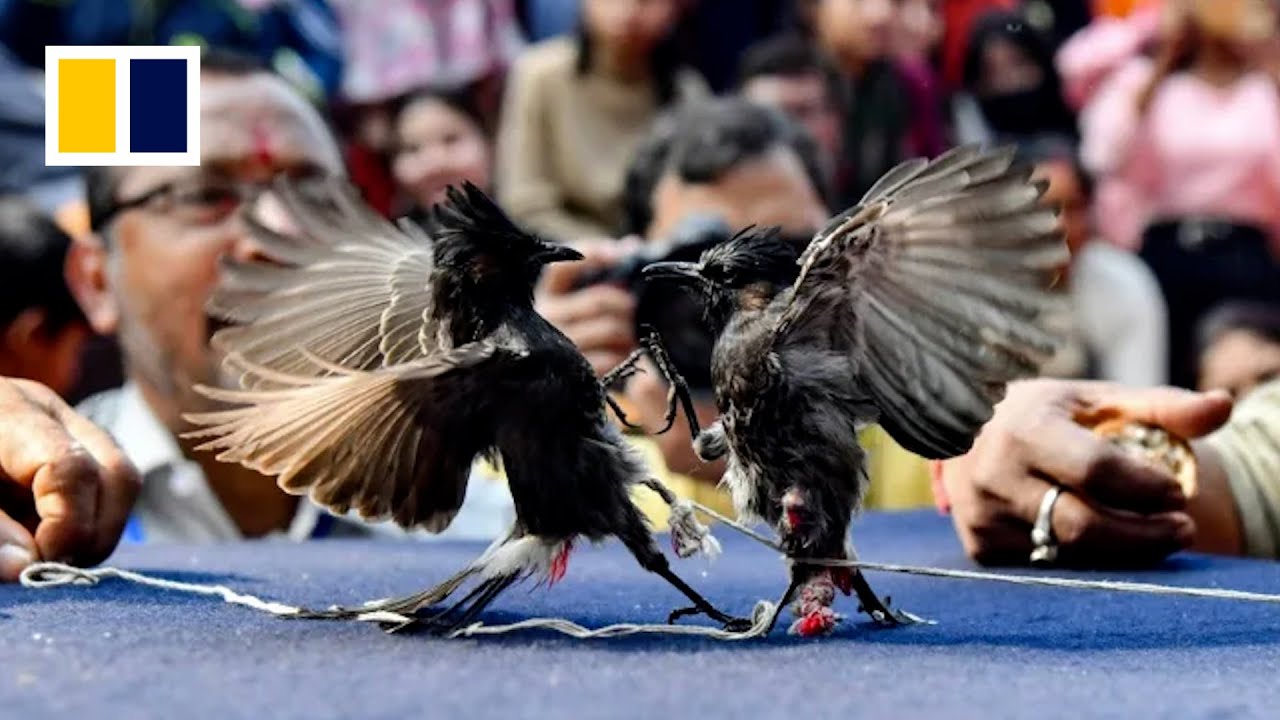 Hindu tradition or cruelty?: Songbird fights return