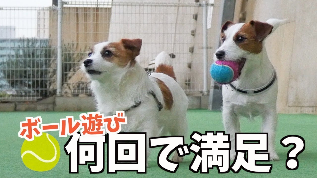 【検証】運動量が多い犬種に永遠とボールを投げ続けたら飼い主の肩が壊れました/ジャックラッセルテリア