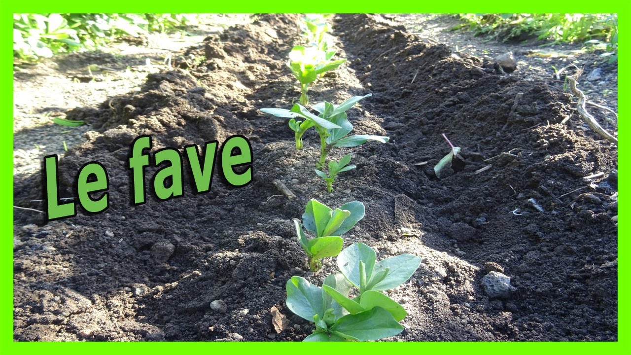 COME  PIANTARE LE FAVE: IL MOMENTO GIUSTO PER UN RACCOLTO DI SUCCESSO