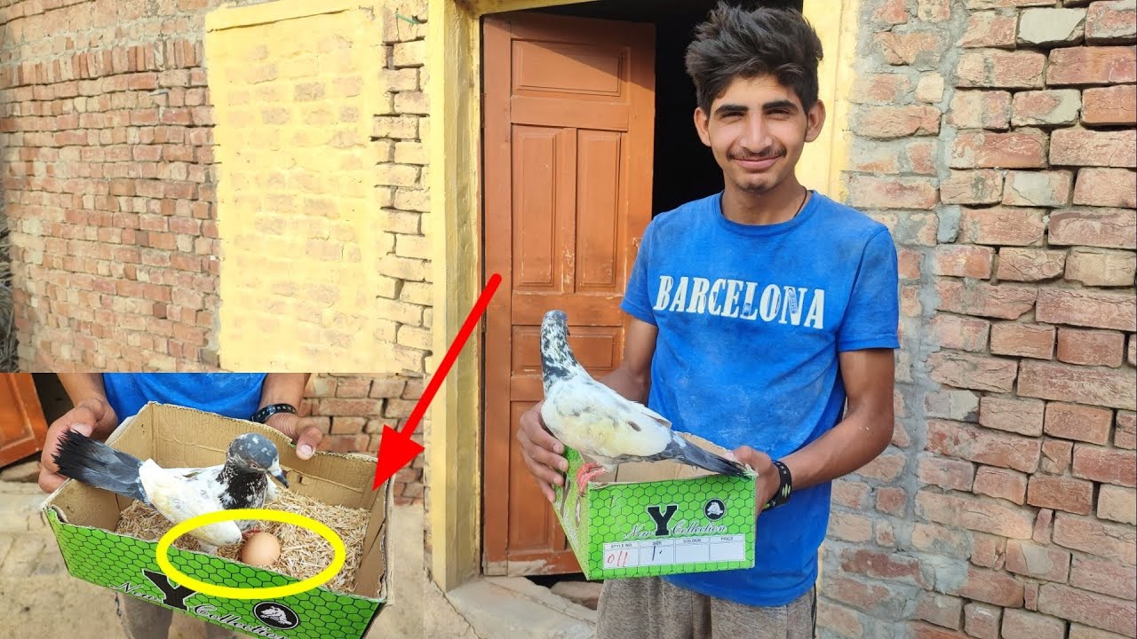 kabootar 🕊️ Ne First time Andaa Diya🐣 | Prank Hogya 😂 | Amish Sidhu