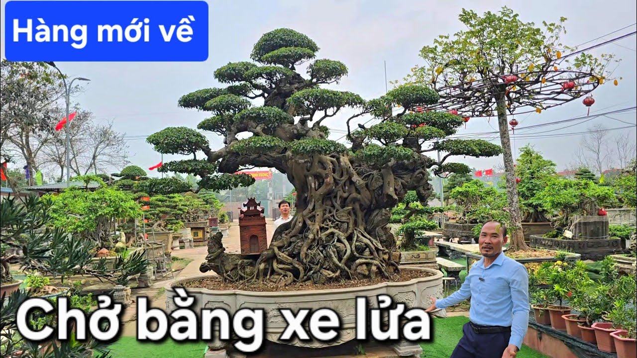 Kinh điển !. Cây sanh khổng lồ mới về ra mắt làng cây 
