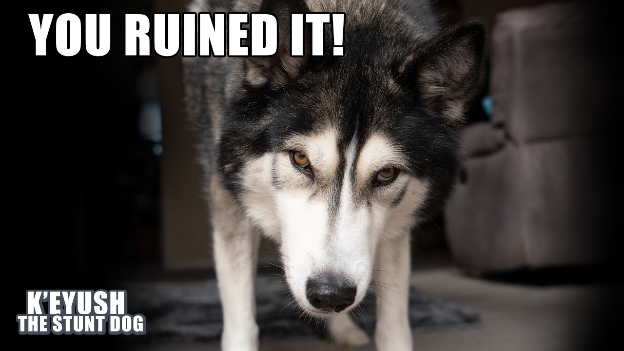 Husky ARGUES With FOOD! He's Annoyed at ME For Microwaving it!