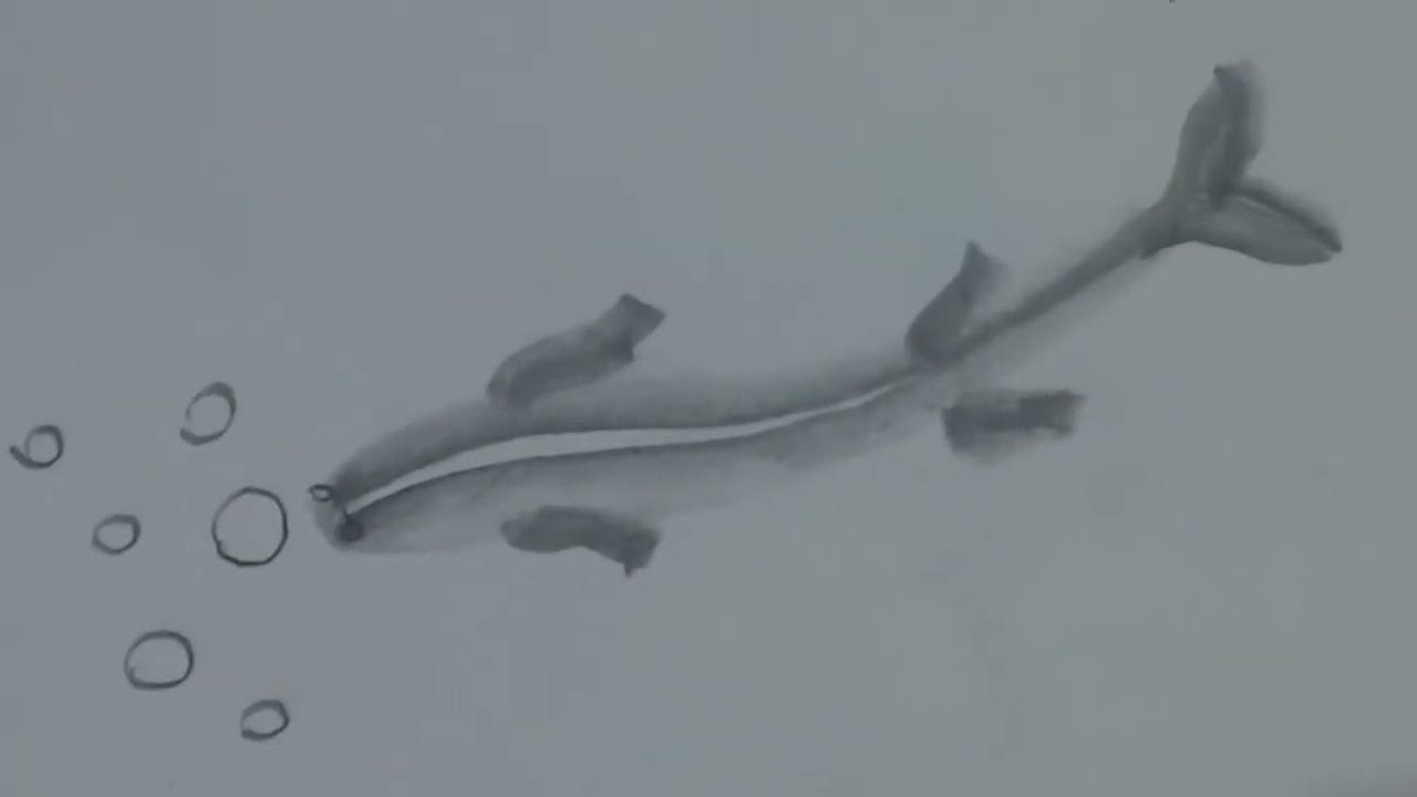 how to draw fish step by step 