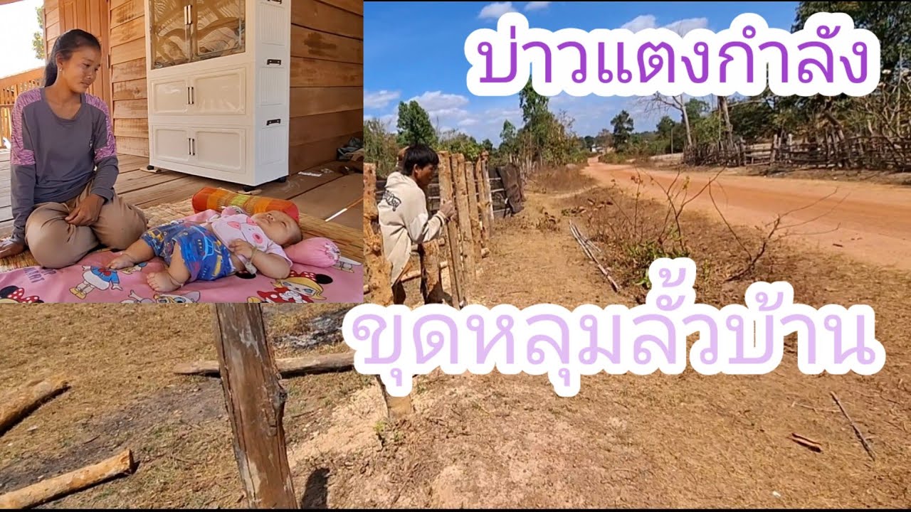 บ่าวแตงขยันจริงๆขุดหลุมรั้วบ้านแต่ไม่มีที่ล้อม✌️🙏🇱🇦❤️🇹🇭🇺🇸#แม่น้องรุ่งบ้านนา#19/2/26