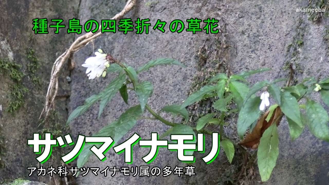 サツマイナモリ 真冬の寒い時期茎先に集散花序を出し白い花を数個咲かせた開花風景令和8年 AIナレーション案内 - 種子島の四季折々の草花