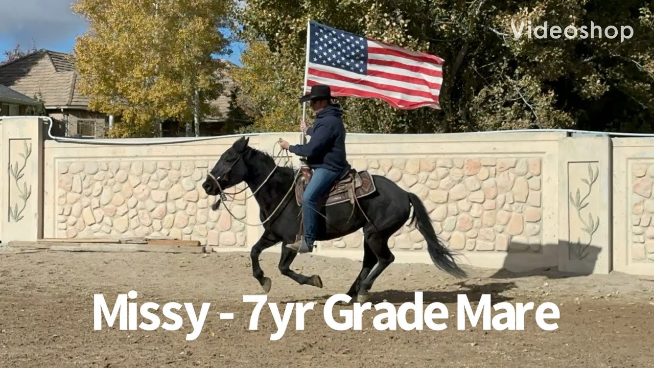 Missy 7yr Mare For Sale
