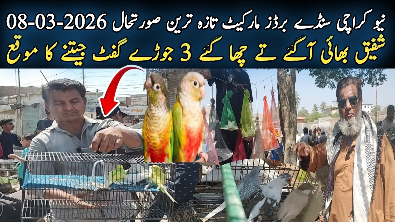 New Karachi Birds Market Sector 5-F Sunday 03-08-2025|Sunday Bird Market Karachi|Global Birds Lovers