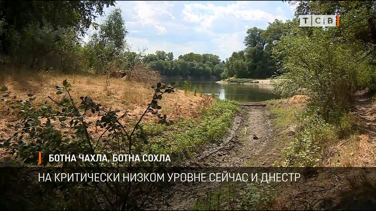 Ботна чахла, Ботна сохла
