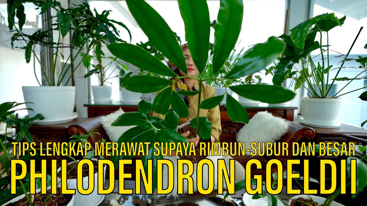 TIPS SIMPLE RAWAT PHILODENDRON GOELDII SUPAYA RIMBUN SUBUR DAUN BESAR | TRENDING PLANT
