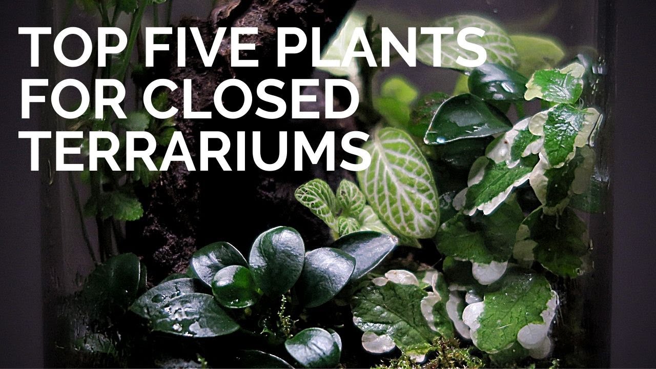 Top 5 terrarium plants || Best plants for closed terrestrial terrariums