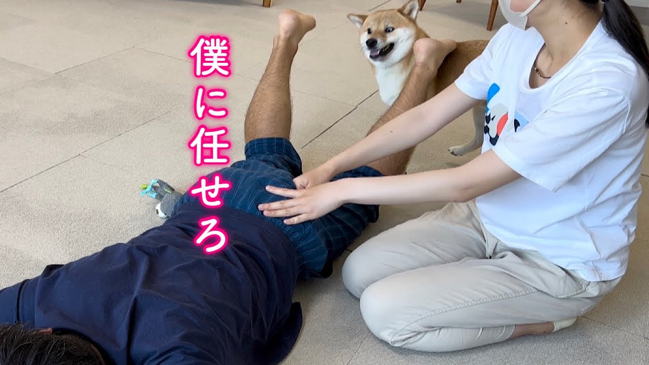 マッサージをパパ退治と勘違いして足に噛み付く柴犬が可愛い