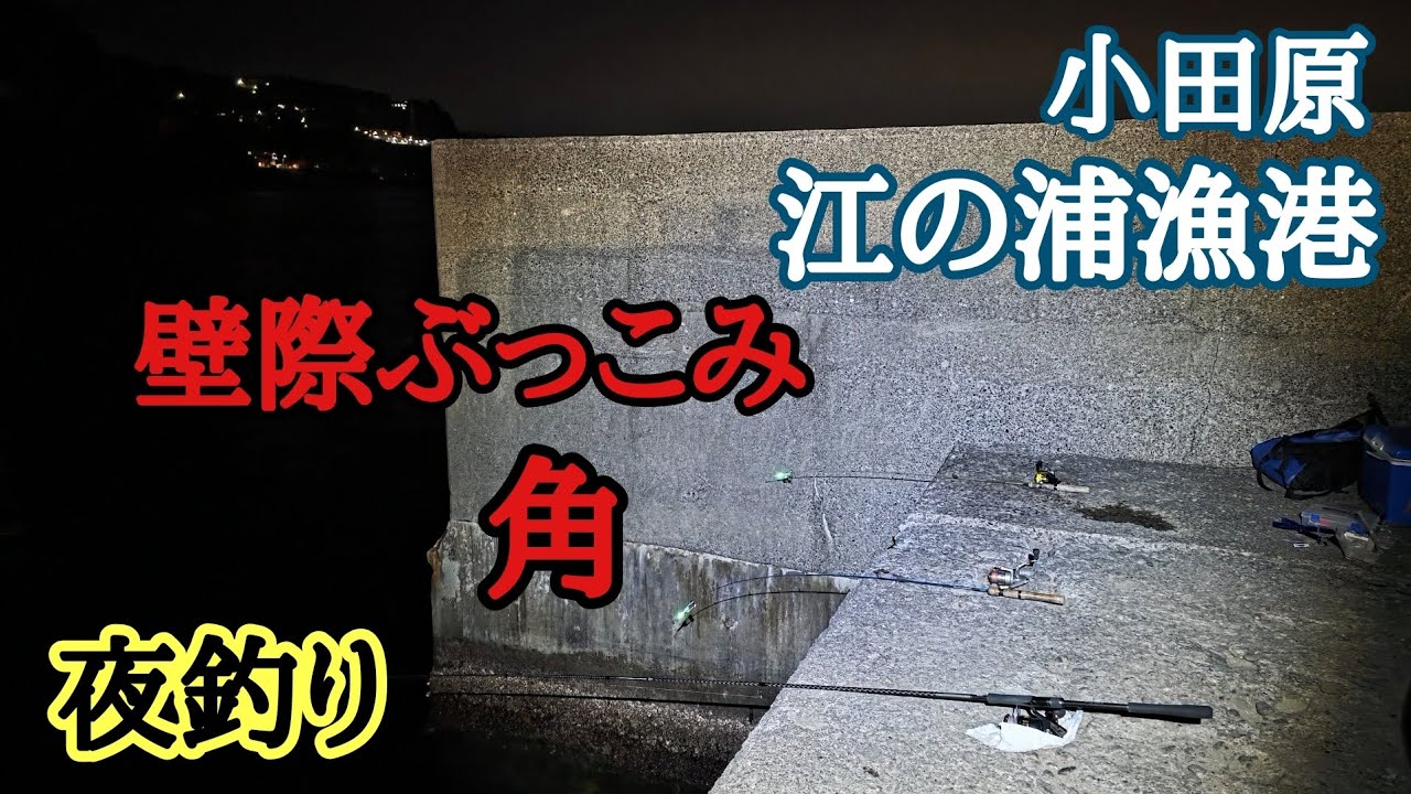 【小田原・江の浦漁港】角の壁際ぶっこみ｜夜釣り オキアミ、サンマ、アサリ
