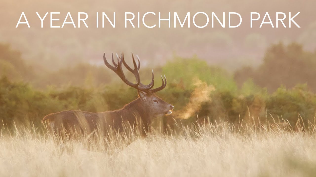 Richmond Park’s Wildlife - A Year In Richmond Park