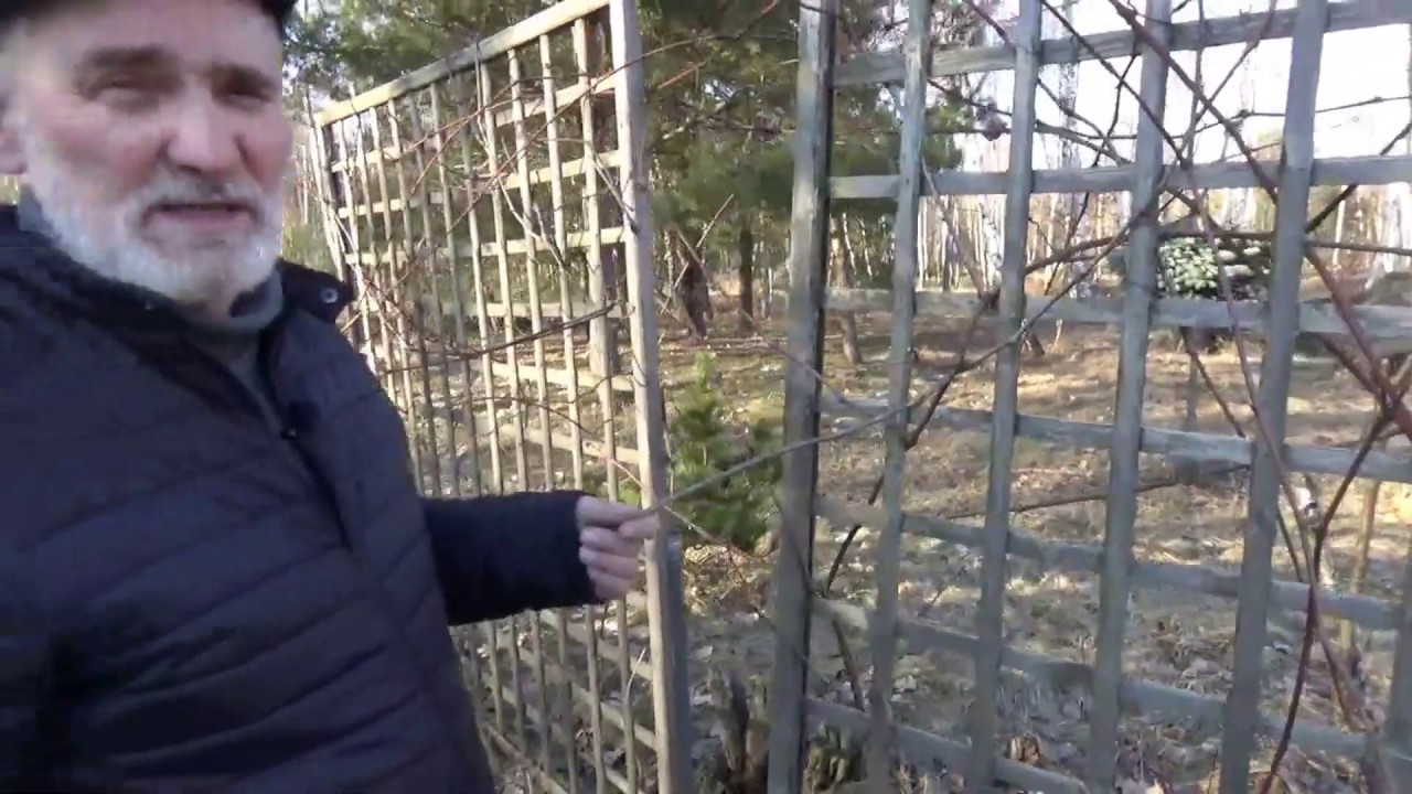 Jak przycinać winorośle owocujące i prowadzone na pergoli?