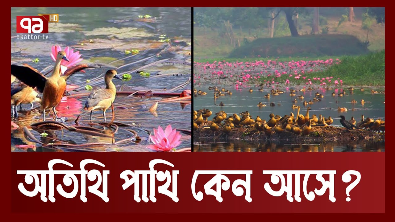 কোথা থেকে আসে অতিথি পাখি? কেনই বা আসে বাংলাদেশে? | Winter Bird | News | Ekattor TV