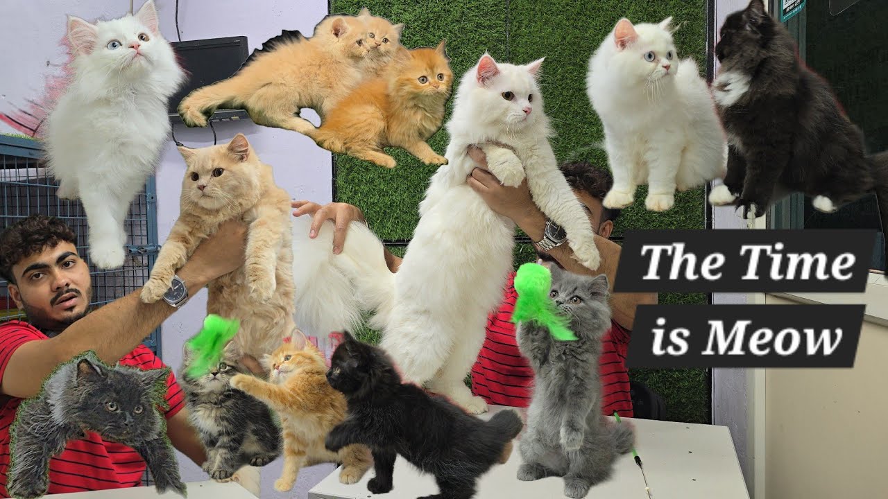 Persian Bicolour Chocolate Point Calico Kittens Available at The Time Is Meow| Dabeerpura| Hyderabad