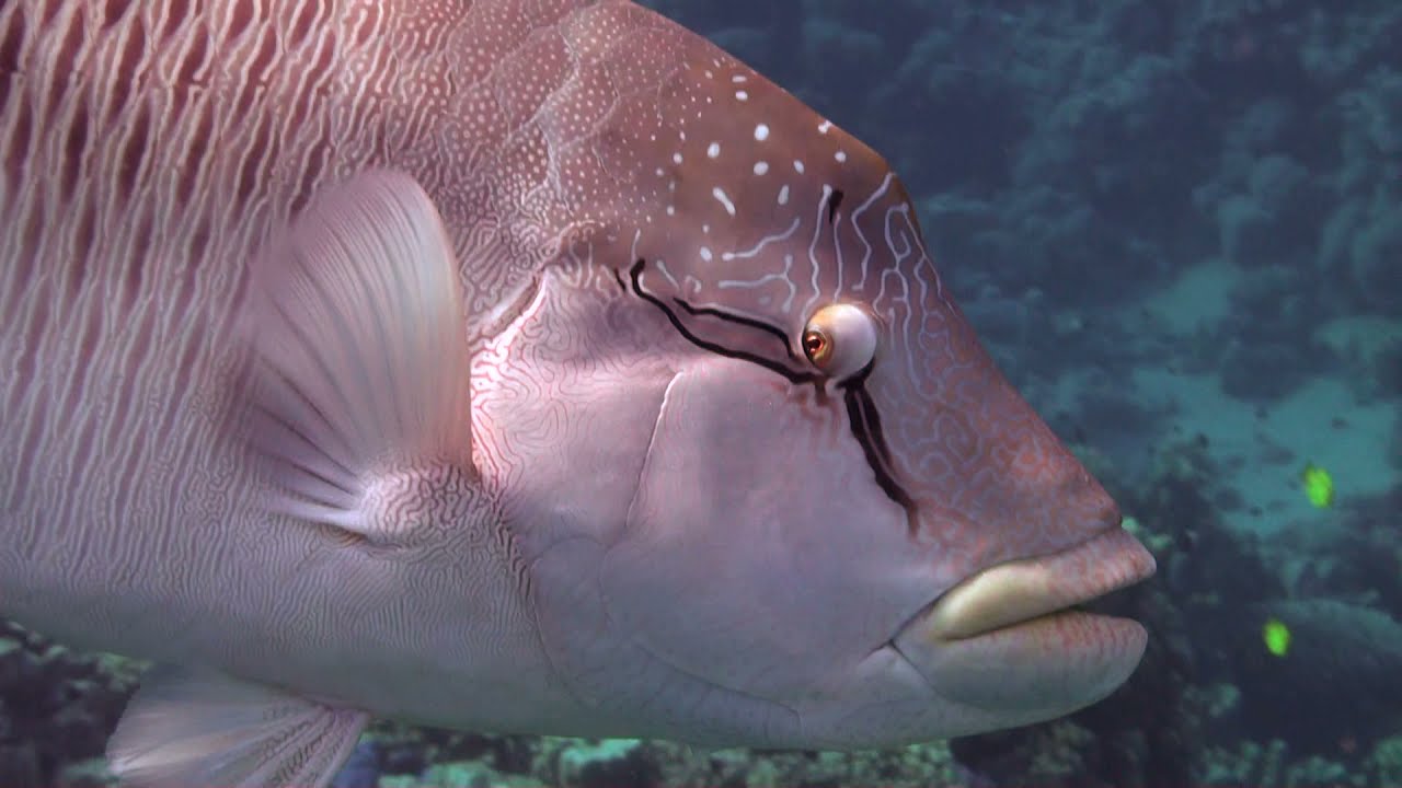 Schnorcheln im Roten Meer, Makadi Bay, Napoleonfisch, Blaupunktrochen, Adlerrochen