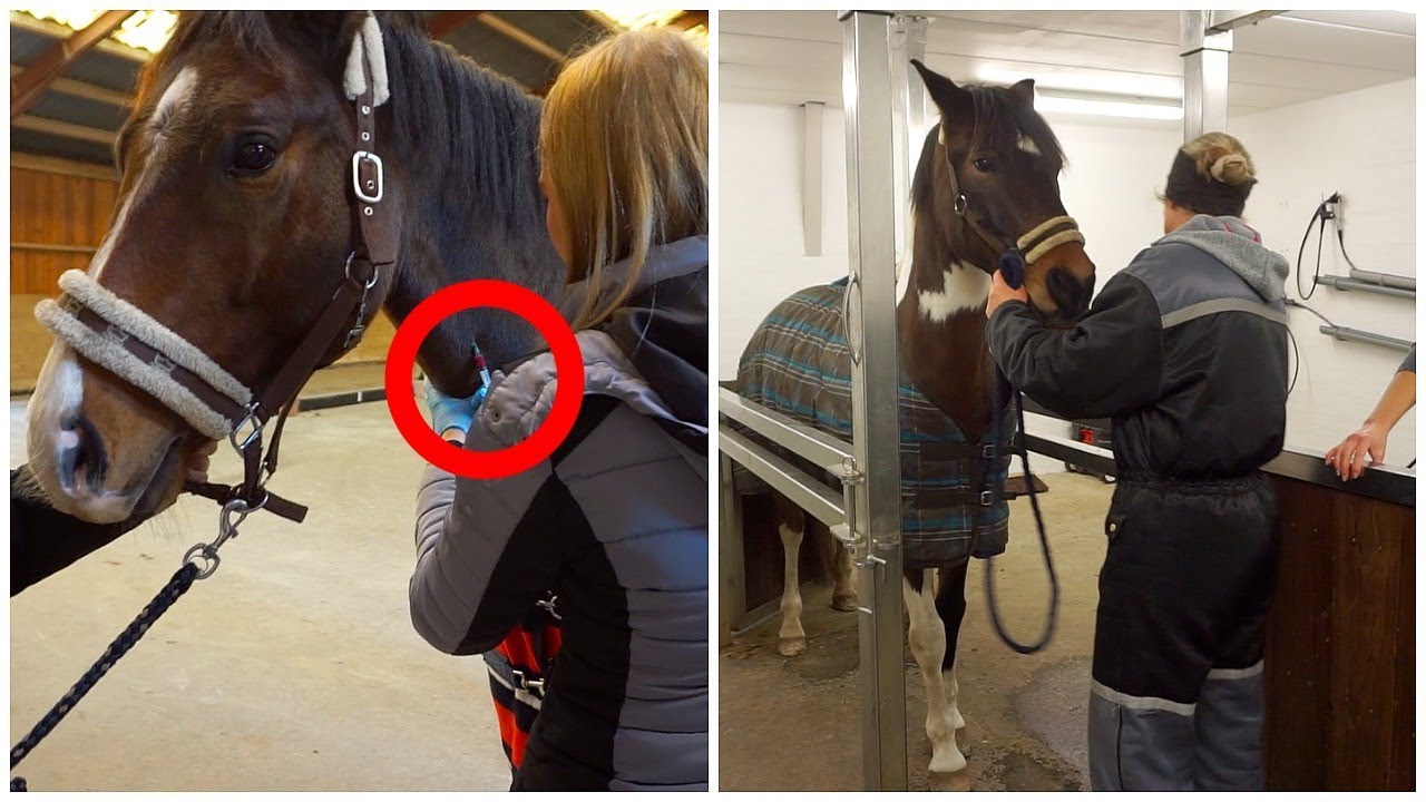DYRLÆGE MED POLLE OG UFFE