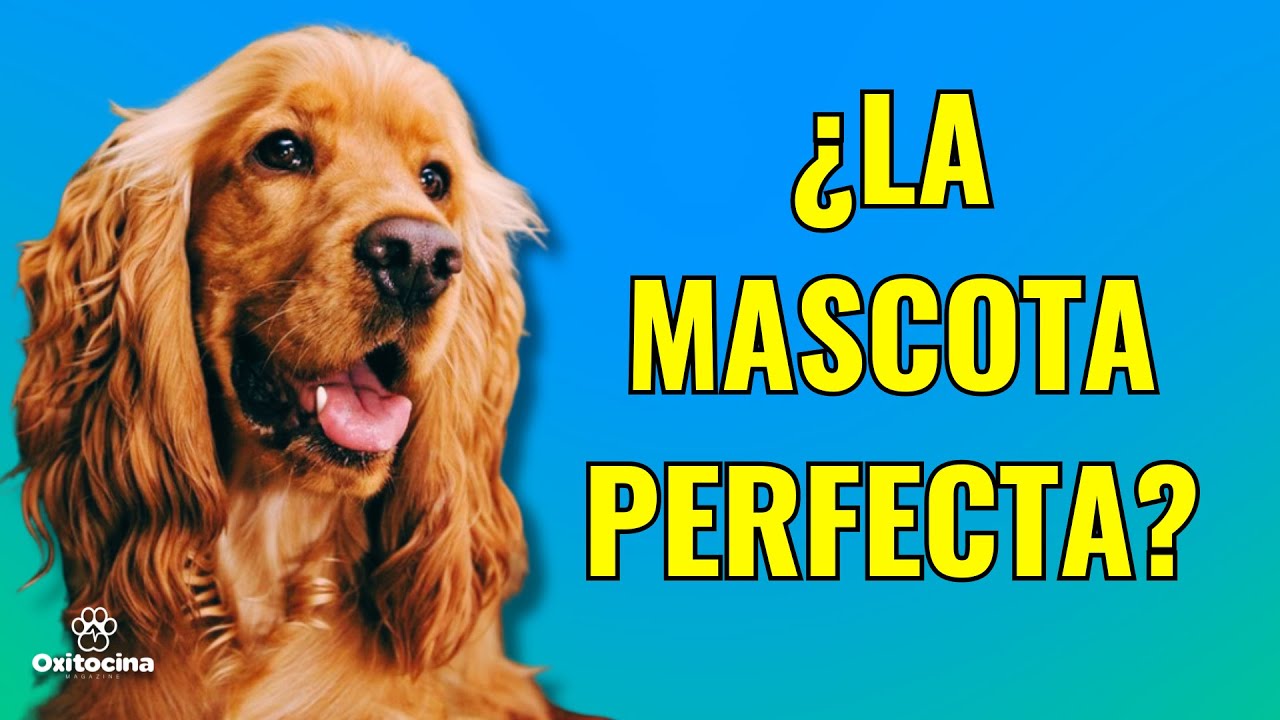 🔹 COCKER SPANIEL: 9 RAZONES PARA AMARLO A&Uacute;N M&Aacute;S