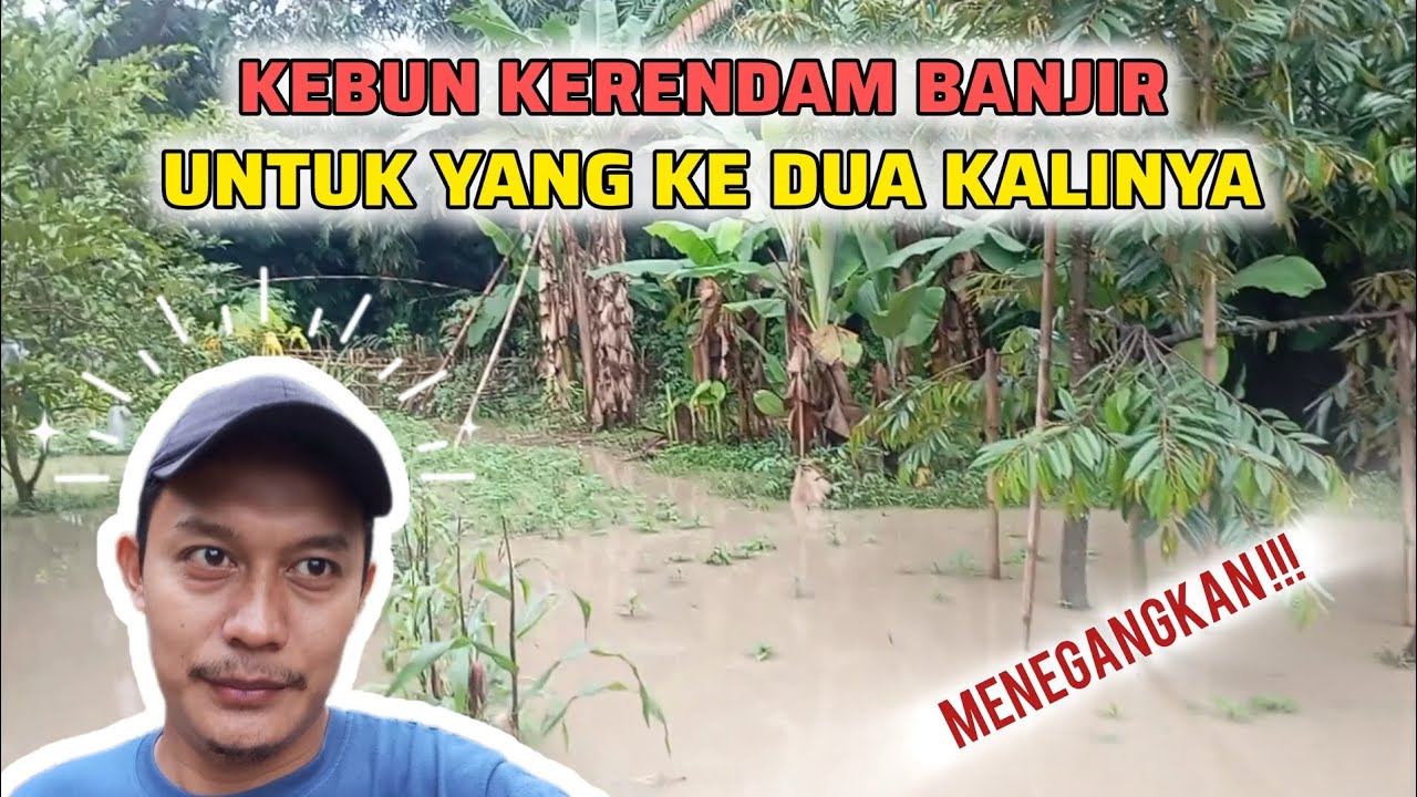 📌 MEMBAGONGKAN, KEBUN UDAH DUA KALI KERENDAM BANJIR ‼️
