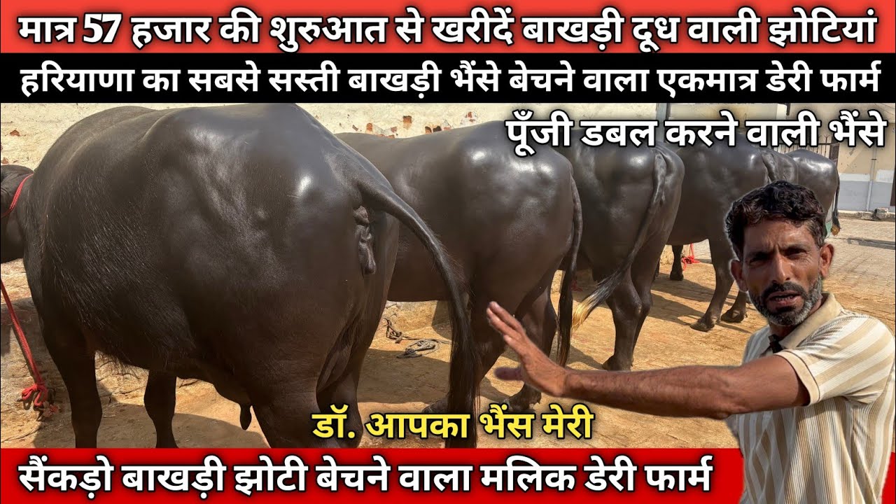 😱 57 हजार की शुरुआत से खरीदें बाखड़ी झोटियां। डॉ. आपका भैंस मेरी 👉सुरेंद्र मलिक 📞8059519477.