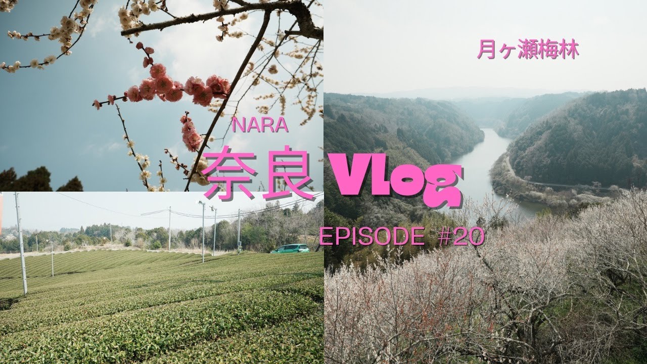 【奈良Vlog】月ヶ瀬梅林 / 春を告げる梅の絶景･奈良おすすめスポット 2025年3月
